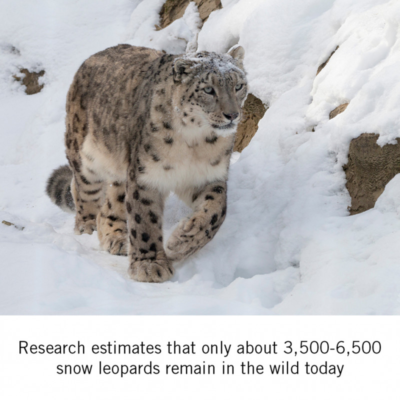 DYNAFIT and the snow leopard